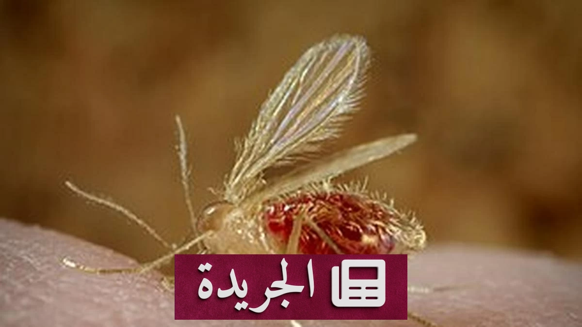 ارتفاع ضحايا فايروس تشانديبورا في الهند إلى 22 طفلاً - آخر الأخبار - الجريدة