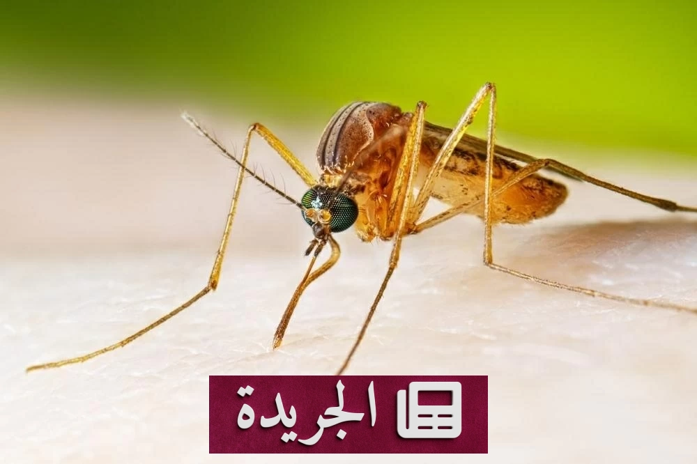 ارتفاع كبير في إصابات فيروس غرب النيل بأوروبا خلال أسابيع - آخر الأخبار - الجريدة