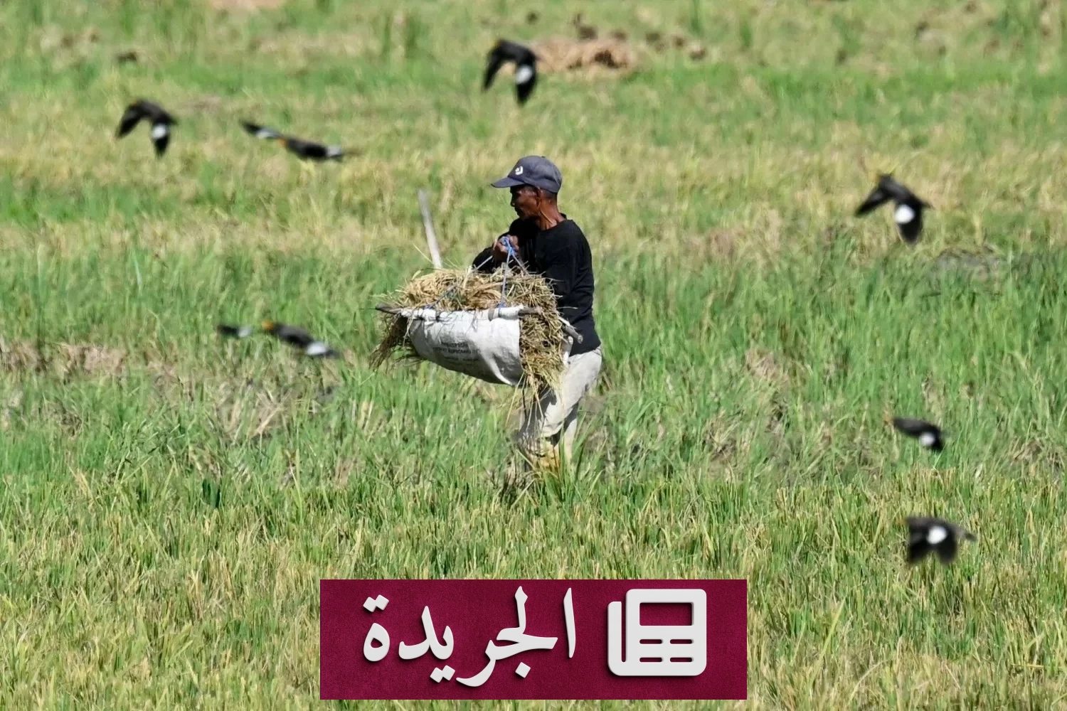 ارتفاع قياسي في أسعار الغذاء عالمياً بسبب أزمات الشرق الأوسط - أخبار أونلاين