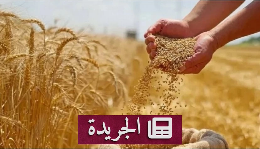 ارتفاع قياسي لأسعار القمح عالمياً للمرة الرابعة على التوالي - آخر الأخبار - الجريدة