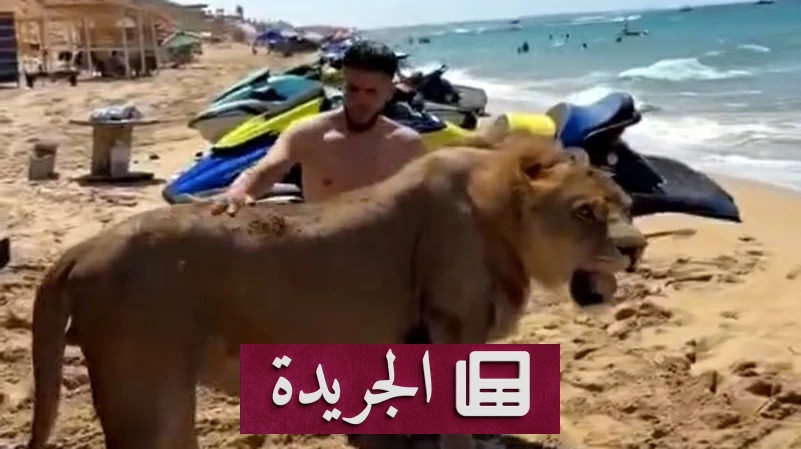 أسد على الشاطئ.. مشهد مرعب يثير غضب الليبيين - آخر أخبار الجريدة