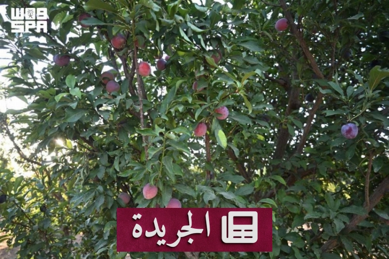 اشتراكك اليومي في النشرة الإخبارية عبر بريدك الإلكتروني - آخر الأخبار - الجريدة