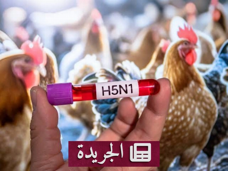 اشترك الآن في النشرة الإخبارية اليومية - آخر الأخبار - الجريدة