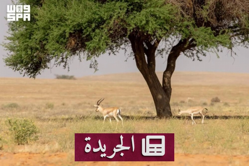 اشترك الآن في النشرة الإخبارية اليومية عبر بريدك الإلكتروني - آخر الأخبار - الجريدة
