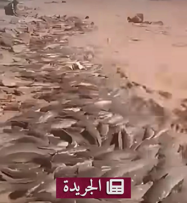 أسماك تطفو فجأة في صحراء الجزائر.. مشهد أثار الدهشة - آخر الأخبار - الجريدة