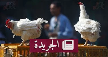 **
**استقرار أسعار الدواجن في الأقصر: تحليل لآثارها على الاقتصاد المحلي** ** - أخبار أونلاين
