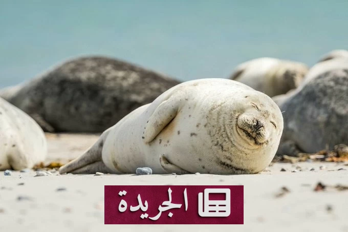 أستراليا تستعد لإجلاء محطتها البحثية بجزيرة ماكواري خوفا من نفوق فيلة البحر - آخر الأخبار - الجريدة