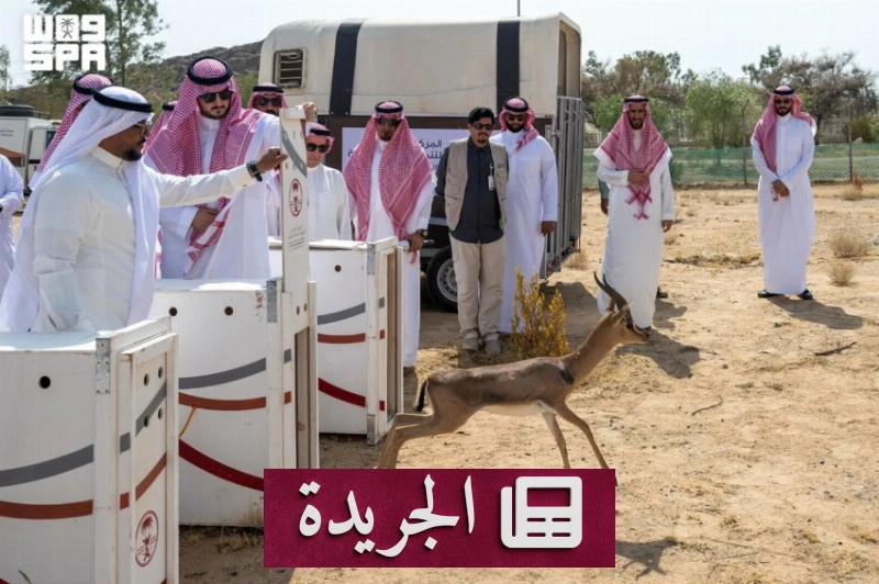 إطلاق ظباء وإطلاق نعام وأرانب برية في متنزه الطائف الوطني - آخر أخبار الجريدة