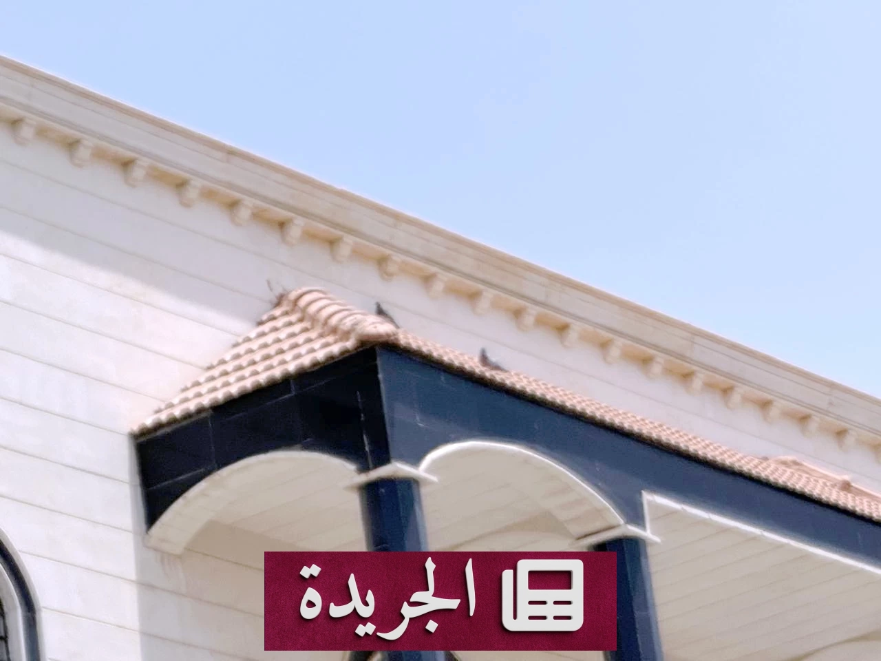 ازعاج سكان الحوية بالطائف بسبب انتشار الحمام - آخر الأخبار - الجريدة