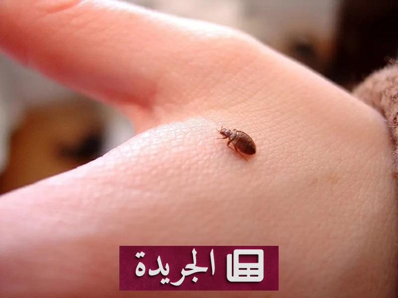 بق الفراش يعود بقوة.. كيف تحمي نفسك من هذه الحشرة المزعجة؟ - آخر الأخبار - الجريدة
