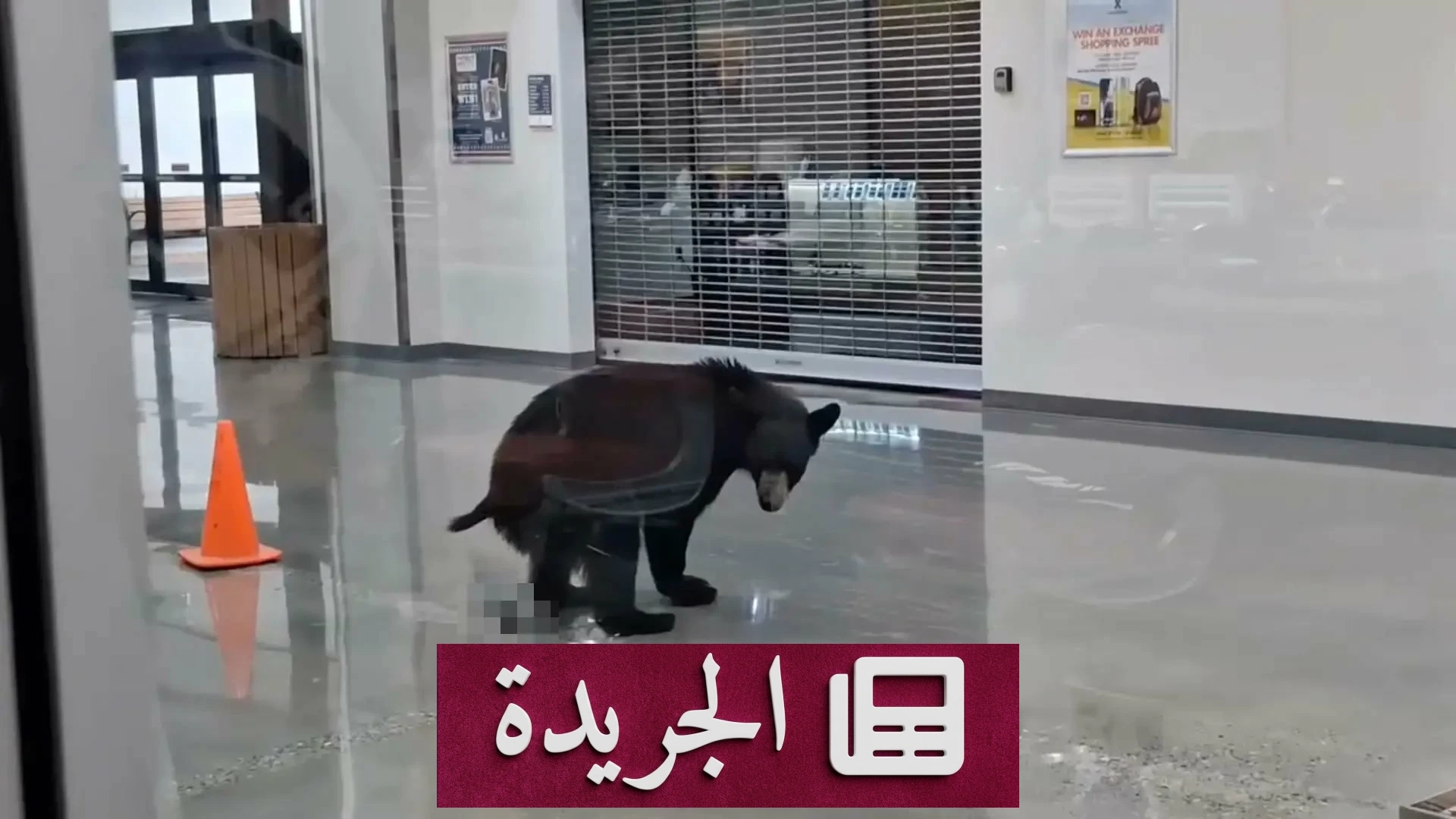 دب أسود يتجول في مركز تجاري بآلاسكا ويختار ثمرة خوخ - آخر الأخبار - الجريدة
