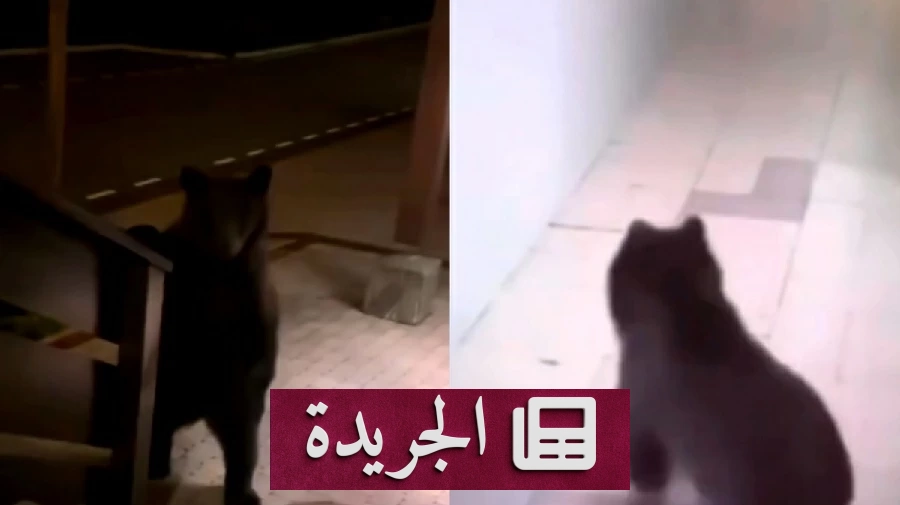 دب يتسلل إلى فندق فاخر بسوتشي ويحدث ذعراً بين الموظفين والزوار - آخر أخبار الجريدة