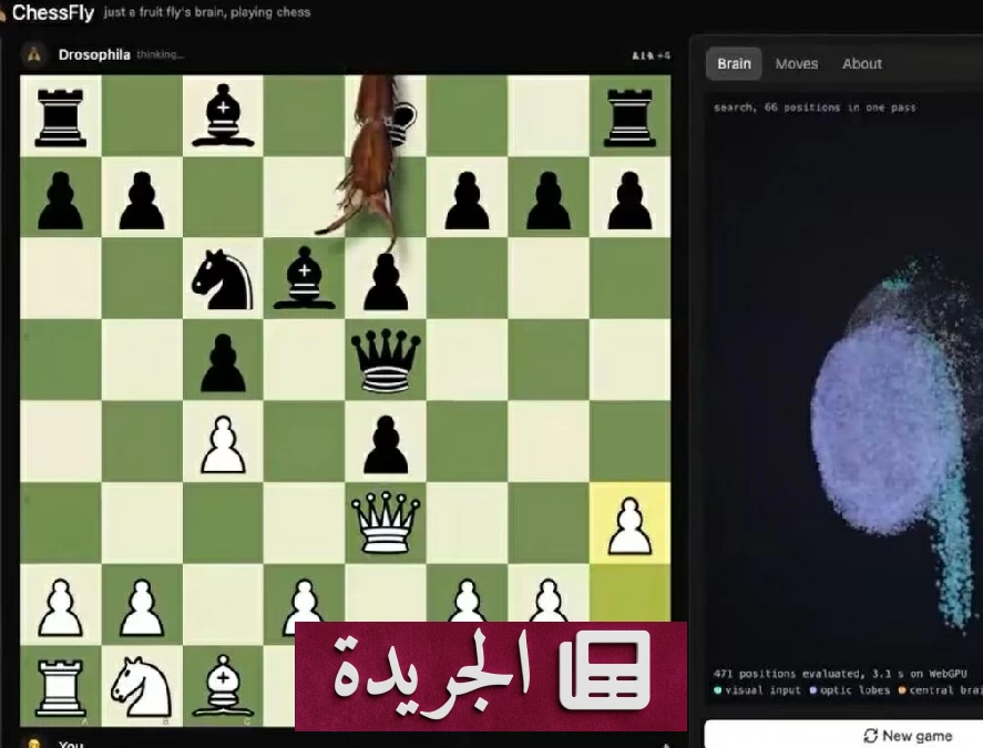 دماغ ذبابة الفاكهة يتفوق على الذكاء الاصطناعي في الشطرنج بـ11 نقلة - آخر أخبار الجريدة