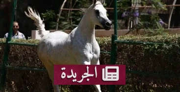 ضوابط مشددة لاستيراد الخيول إلى السعودية.. من جواز السفر إلى الحجر الصحي - آخر الأخبار - الجريدة