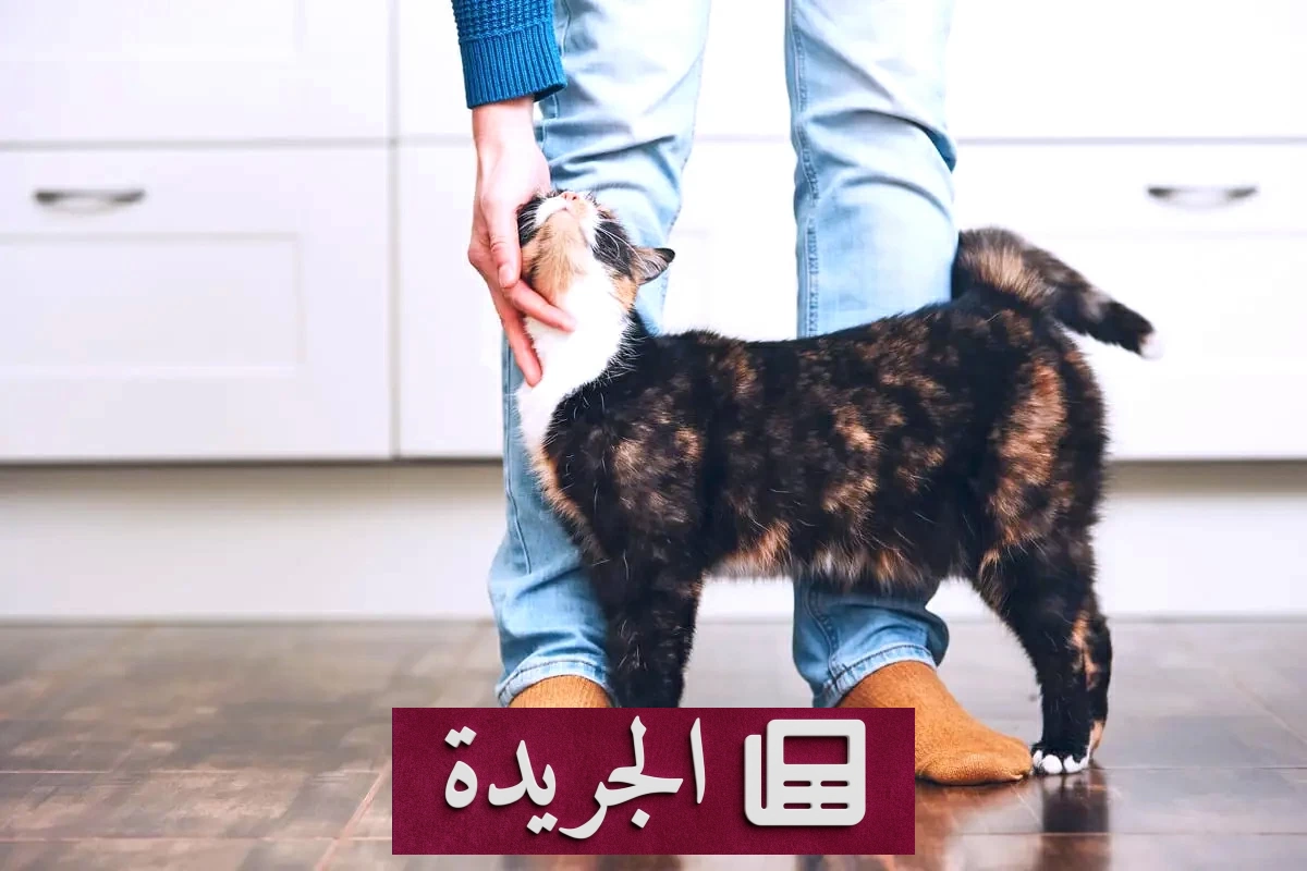 دراسة علمية تثير الجدل حول علاقة القطط باضطرابات نفسية خطيرة - آخر الأخبار - الجريدة