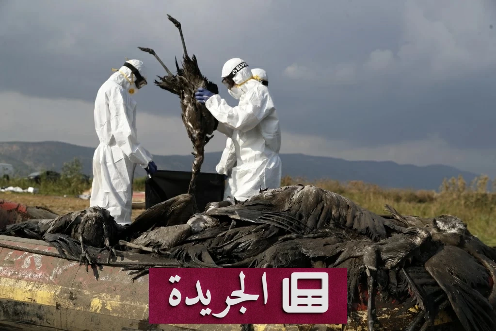 فايروس «إتش 5» يصل إلى أستراليا بعد غياب طويل - آخر الأخبار - الجريدة