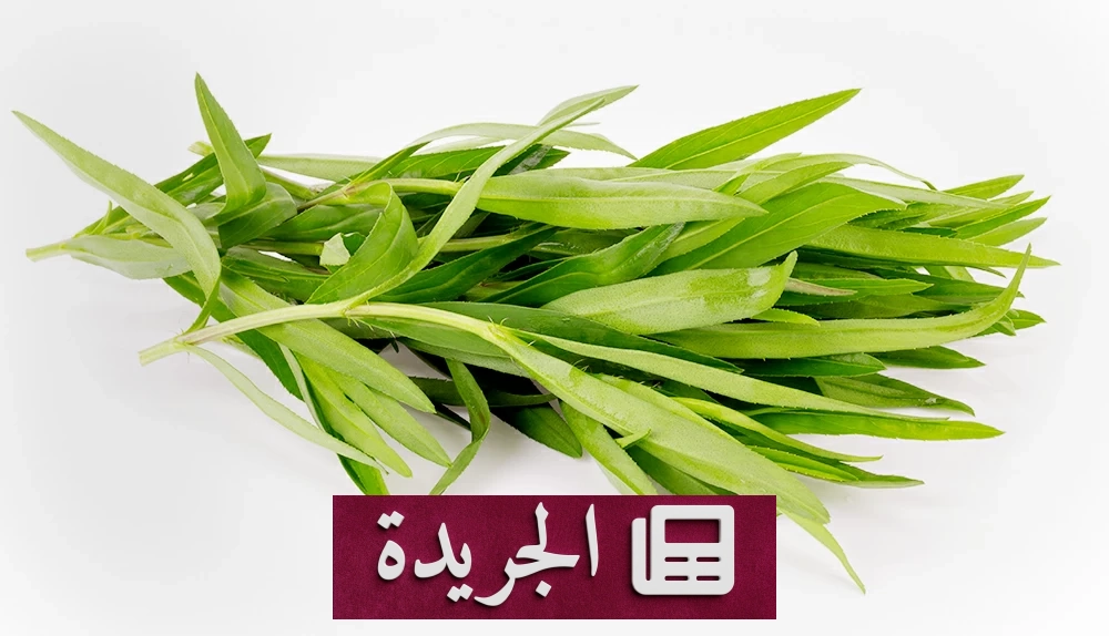 فوائد الحبق الصحية والنفسية لا تُعد ولا تُحصى - آخر الأخبار - الجريدة