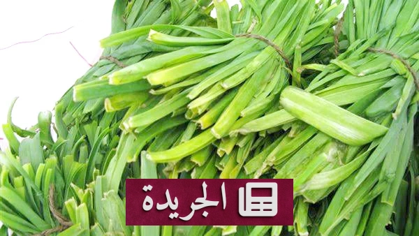 فوائد الكراث الصحية المتعددة ودوره في تعزيز الجسم - آخر الأخبار - الجريدة