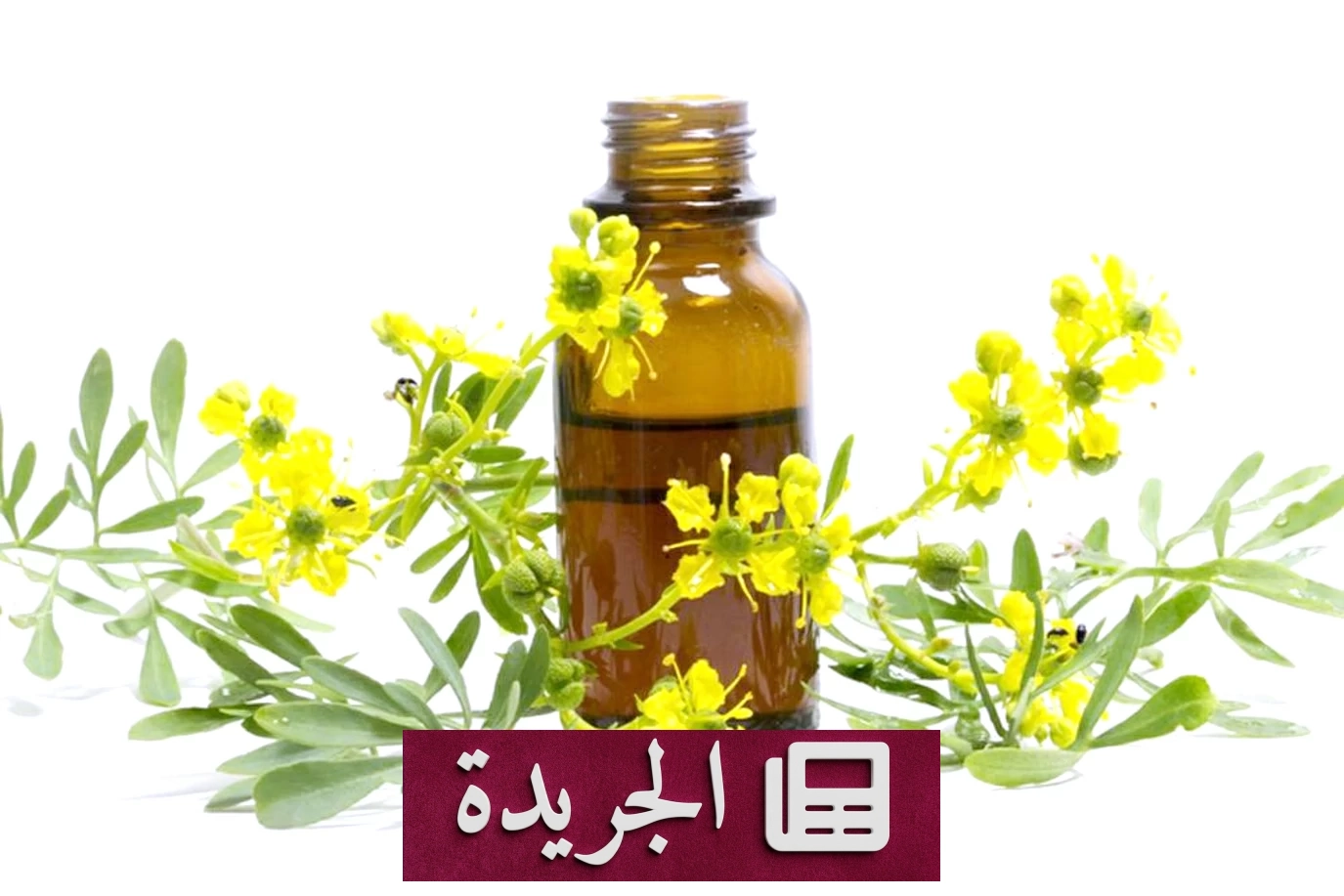 فوائد الشذاب الصحية والنفسية لا تُعد ولا تُحصى - آخر الأخبار - الجريدة
