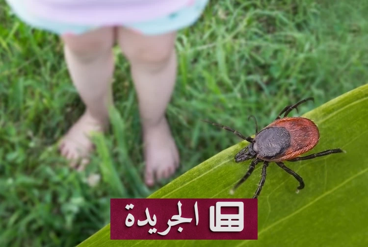 فيروس جديد ينقله القراد في الصين يشبه أعراض الإنفلونزا - آخر الأخبار - الجريدة