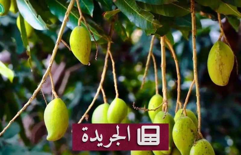 جازان تتحول إلى نموذج اقتصادي متكامل بفضل التنوع والاستدامة - آخر الأخبار - الجريدة