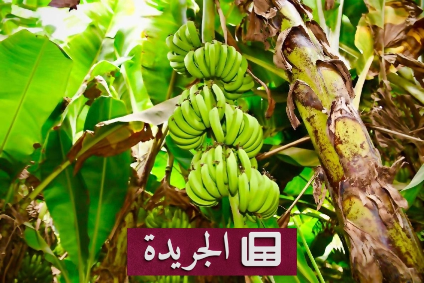 جازان تتحول إلى رائدة في إنتاج الفواكه الاستوائية بقطاع اقتصادي مزدهر - آخر الأخبار - الجريدة