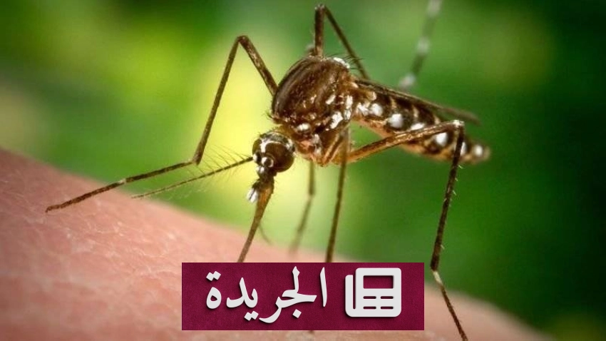 جدل علمي حول القضاء على البعوض بسبب مخاوف الأمراض المنقولة - آخر أخبار الجريدة
