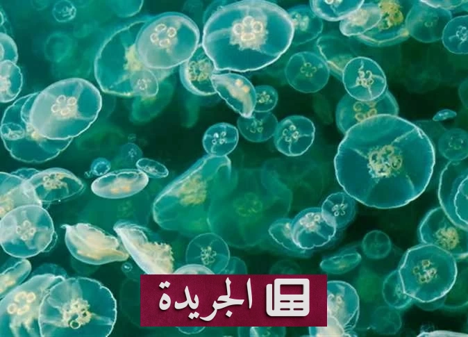 غزو قناديل البحر يغلق ثلاثة مفاعلات نووية في فرنسا - آخر أخبار الجريدة