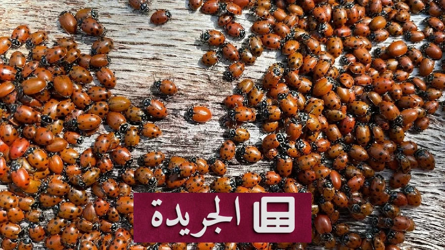 غزو مفاجئ لخنافس مجنحة يهدد قرية روسية - آخر أخبار الجريدة