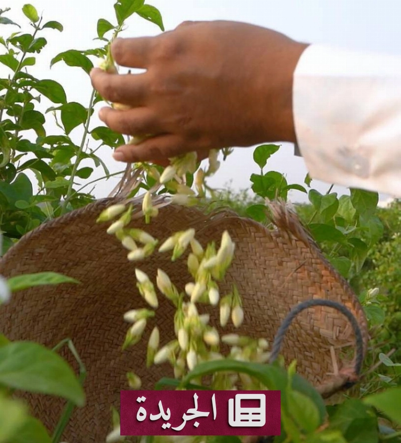 جمعية الفل تدعو المزارعين للتسجيل الإلكتروني لحماية المنتج المحلي - آخر الأخبار - الجريدة