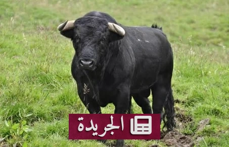 جريمة قتل بدم بارد في بغداد.. مخطط شيطاني بتلطيخ قرني ثور يفشل أمام الطب الشرعي - آخر الأخبار - الجريدة