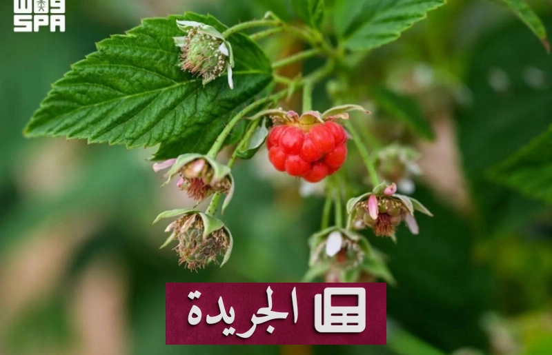حائل تتحول إلى رافد زراعي نوعي بممارسات مستدامة وتنوع محاصيل فريدة - آخر الأخبار - الجريدة