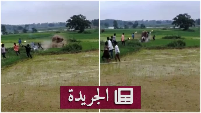 هجوم مفاجئ لفيل بري على مجموعة في الهند بعد محاولتهم إخافته بالمصابيح - آخر الأخبار - الجريدة