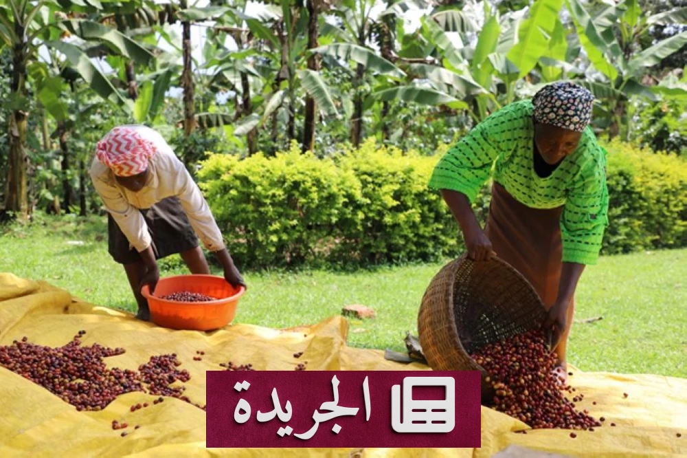 هل يختفي فنجان القهوة غدًا؟ أزمة المناخ تهدد مستقبل البن العالمي - آخر الأخبار - الجريدة