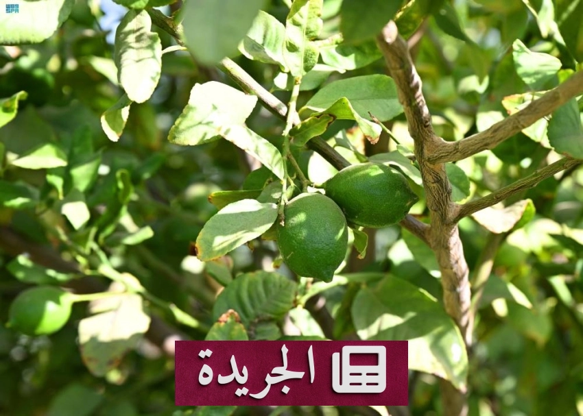 حصاد الليمون المديني في المدينة المنورة يعلن بدء الموسم الزراعي الموسمي - آخر الأخبار - الجريدة