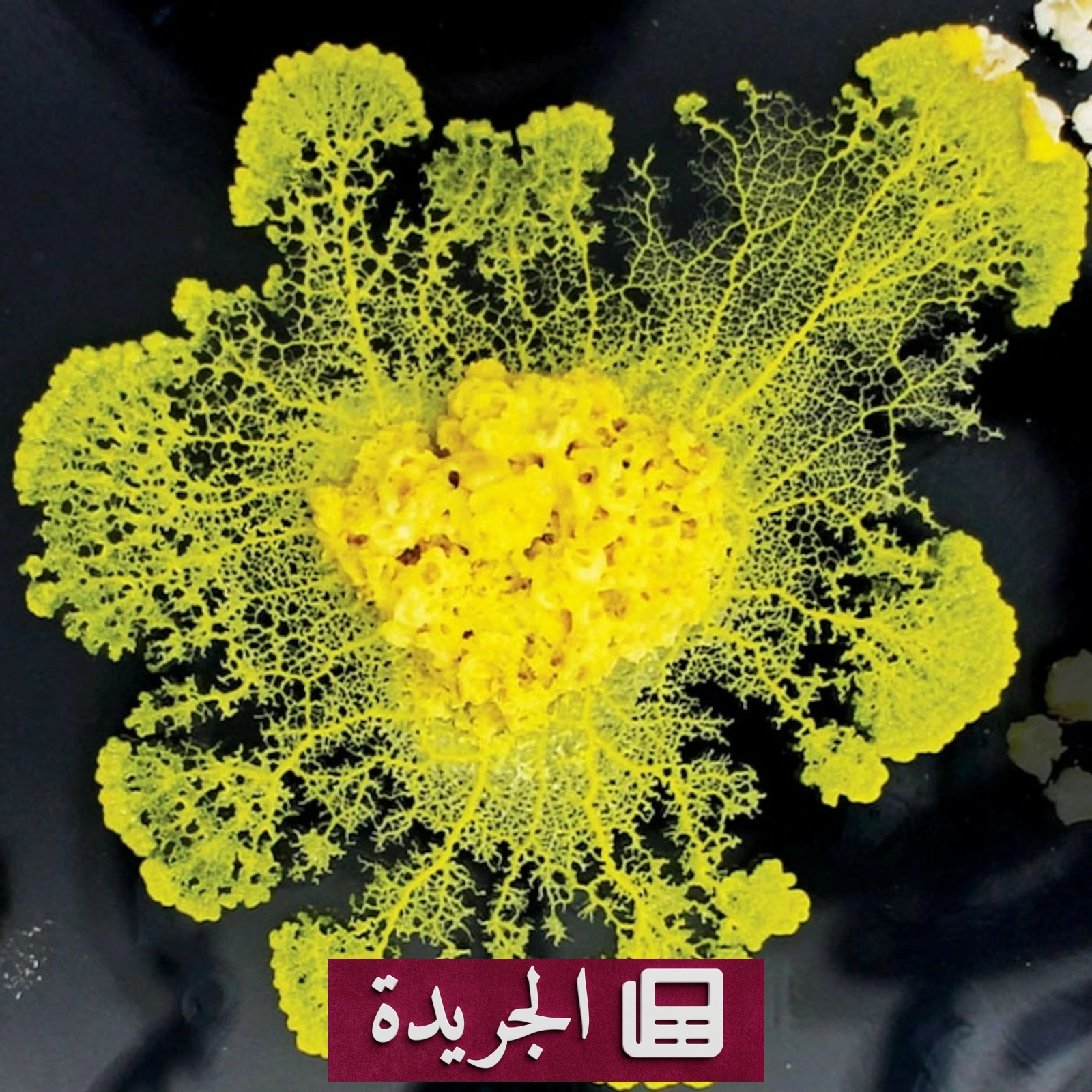 كائن وحيد الخلية يذهل العلماء بذكائه من دون دماغ - آخر الأخبار - الجريدة
