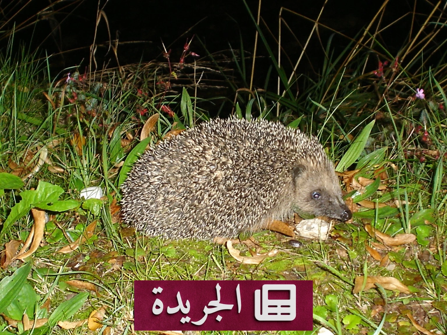 قبض على قنفذ بقرار قضائي في كردستان.. هل سيخرج بكفالة؟ - آخر الأخبار - الجريدة