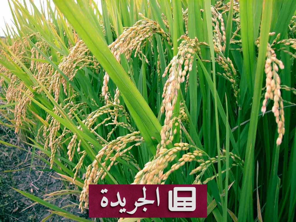 قفزة قياسية لأسعار الأرز الآسيوي في مايو 2026 - أخبار أونلاين