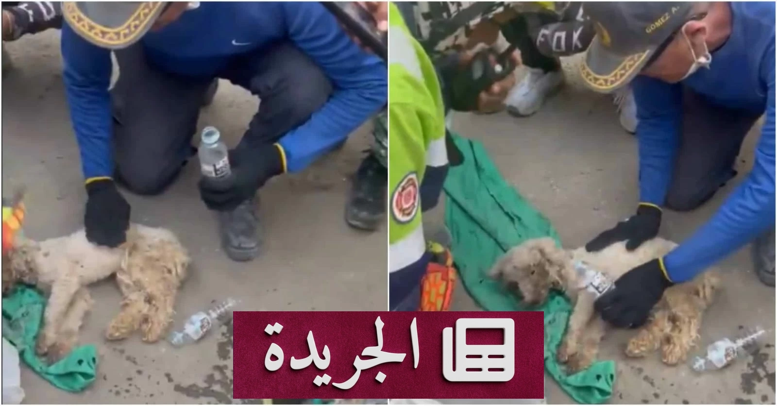كلب ينجو بعد شهر تحت الأنقاض إثر زلزالين في فنزويلا - آخر الأخبار - الجريدة