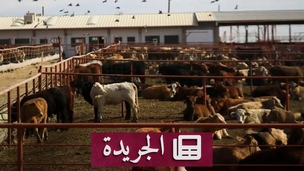 كندا تغلق حدودها أمام الأبقار الأمريكية بسبب ديدان آكلة للحوم - أخبار أونلاين