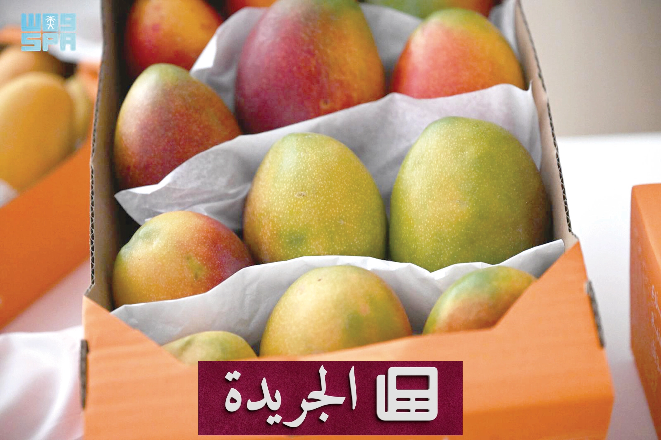 قطاع الزراعة في المملكة يشهد قفزات نوعية بفضل رؤية 2030 - آخر الأخبار - الجريدة