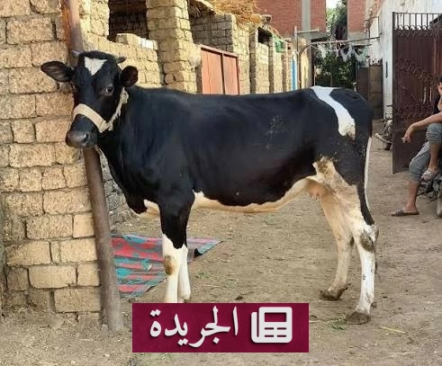 مأساة قروية في الأقصر بعد وفاة شاب شنقاً أثناء التعامل مع بقرة - آخر أخبار الجريدة