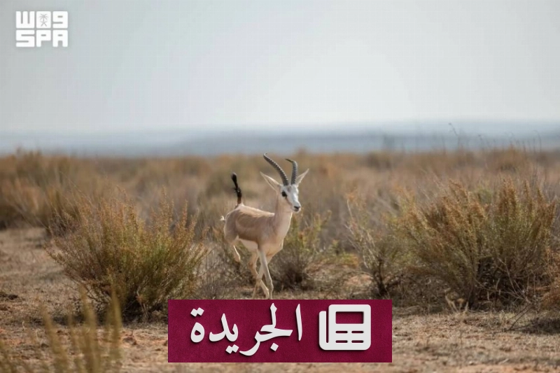 محمية الإمام تركي بن عبدالله الملكية نموذج رائد في الحفاظ على التنوع الأحيائي - آخر الأخبار - الجريدة