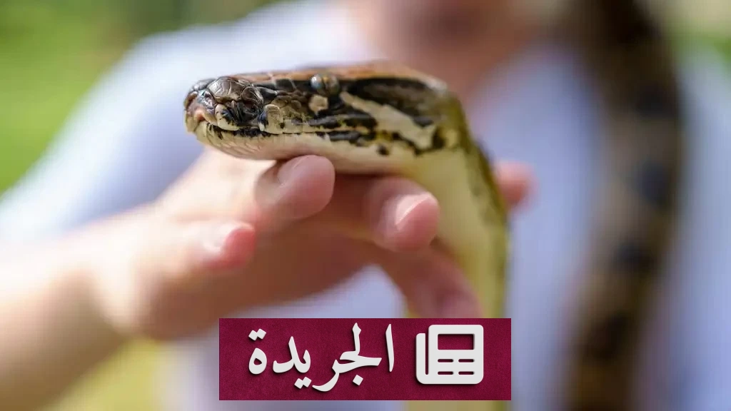 منزل يتحول إلى مزرعة سرية لثعابين البايثون بعد كشف استهلاك كهربائي غير عادي - أخبار أونلاين