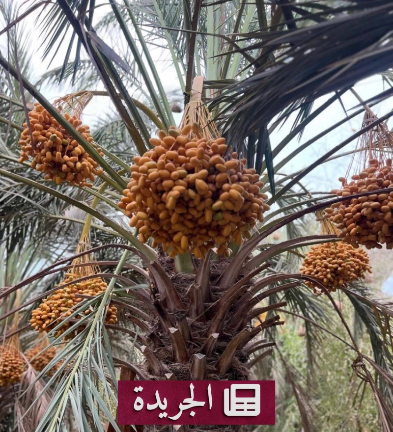 موسم العاصف في جزر فرسان.. تراث حي يتجدد بين الرطب والنخيل - آخر أخبار الجريدة