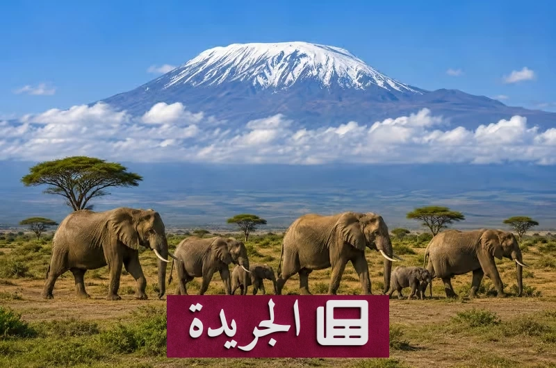 نفوق 15 فيلًا في كينيا بسبب تسمم محتمل - آخر أخبار الجريدة