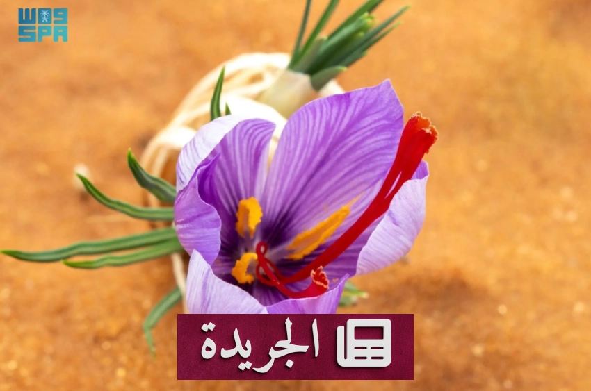 نجاح غير مسبوق في إنتاج الزعفران السعودي بمواصفات عالمية - أخبار أونلاين
