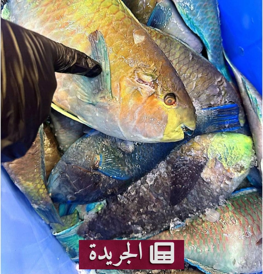 نشاط دبلوماسي واقتصادي واسع في المملكة خلال اليوم الوطني - آخر الأخبار - الجريدة