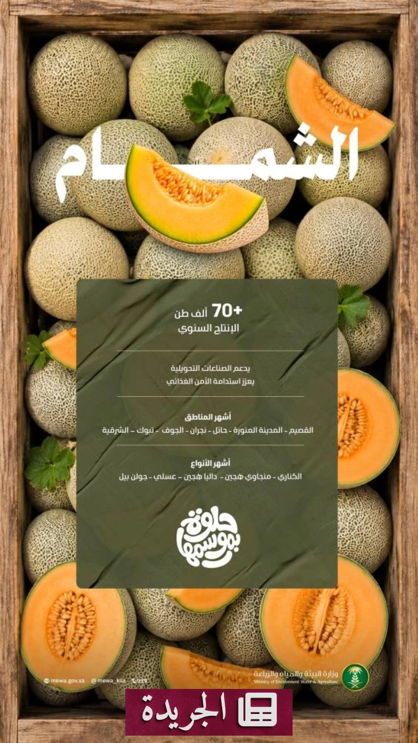 وفرة الشمام السعودي تزود الأسواق في موسم الصيف - آخر الأخبار - الجريدة
