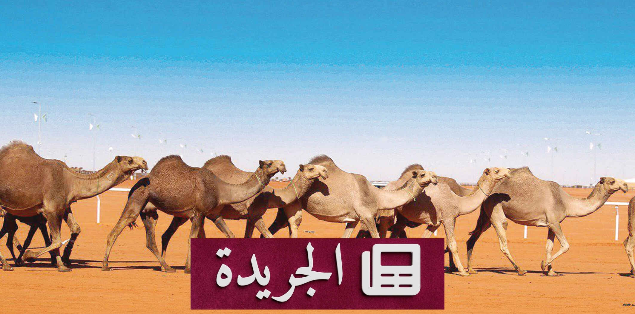 وزارة البيئة تعلن ضوابط جديدة لتنظيم سوق الإبل في المملكة - آخر الأخبار - الجريدة